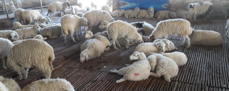 羊的小反刍怎样预防和治疗，附症状