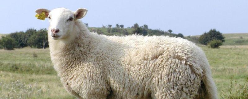 小尾寒羊繁殖能力，小尾寒羊适合圈养吗