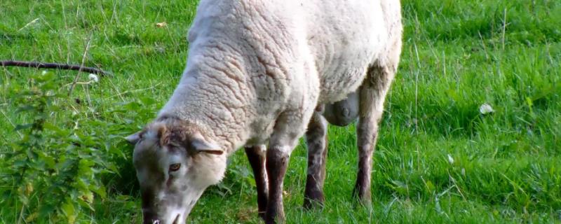 成年羊一天吃多少草料，吃多了怎么办
