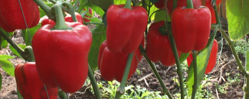露天甜椒的种植和管理技术
