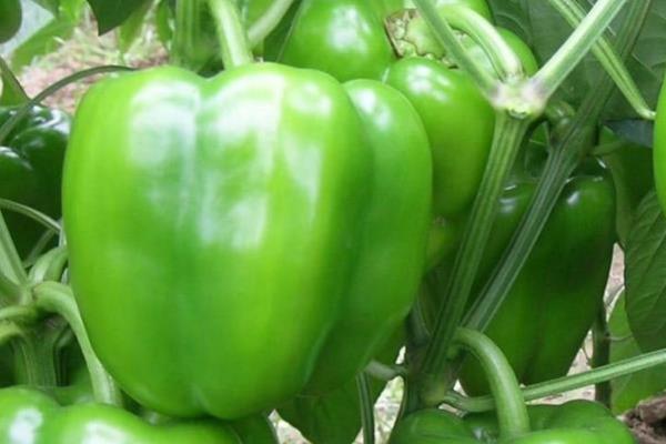 露天甜椒的种植和管理技术