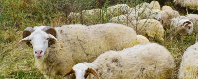 羊吃了毒草怎么解毒，羊不能吃的毒草有哪些