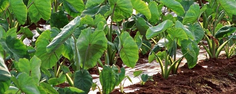 芋头种植高产栽培管理技术