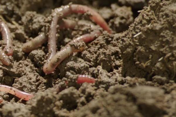 人工蚯蚓的养殖技术