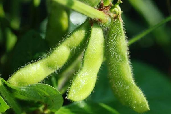 种蒜苗温度高低大豆种植技术与管理，大豆生长周期观察记录表，附蒜苗的种植方法及时间