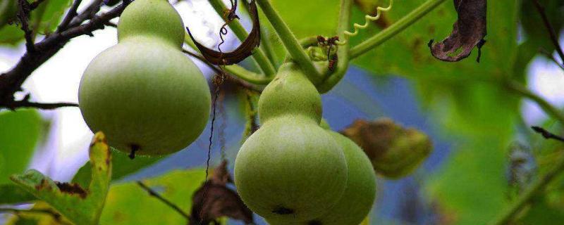 葫芦瓜种植技术和管理