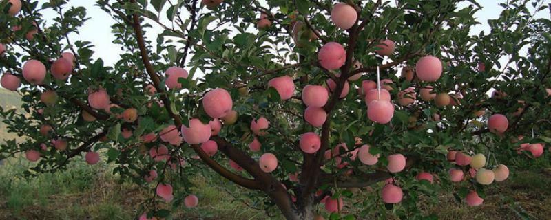 果树为什么不能用含氯的化肥，果树几天能吸收化肥