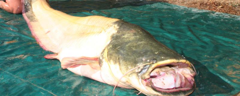 野生鲶鱼一般最大多少斤，附鲶鱼的生活环境及特点
