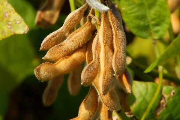 大豆种植技术和肥料使用