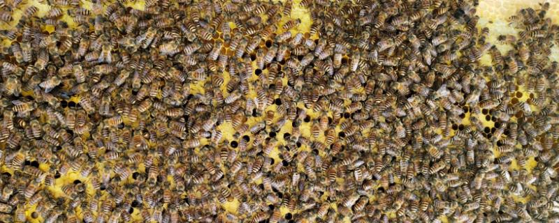 工蜂产卵急造王台出来新王能用吗?，工蜂产卵后能活多久