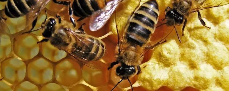 中蜂怎样养殖才发展快，附养殖注意事项