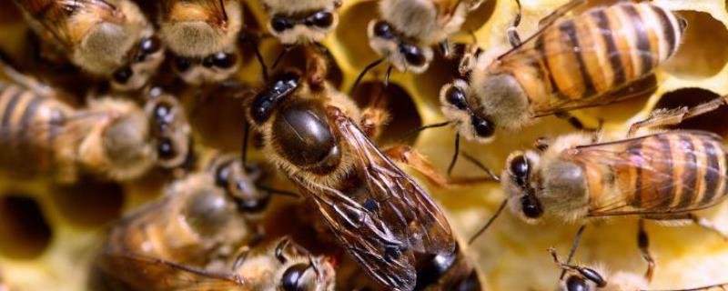 工蜂从卵到出台要几天，工蜂产卵后能活多久