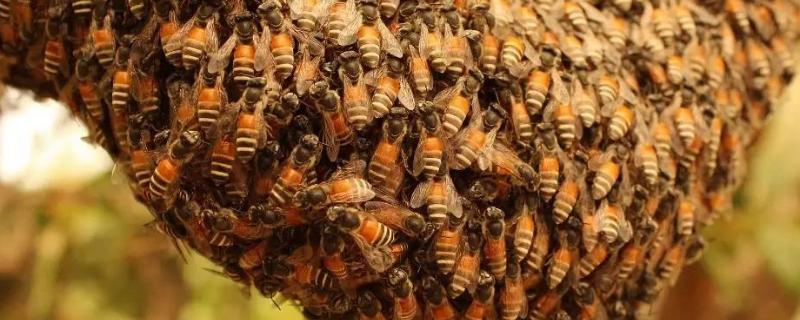 小排蜂可以装箱养吗，小排蜂的活动范围多少