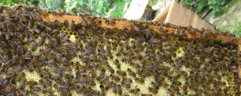 失王两个月的中蜂怎样处理，失王的蜂群有什么表现