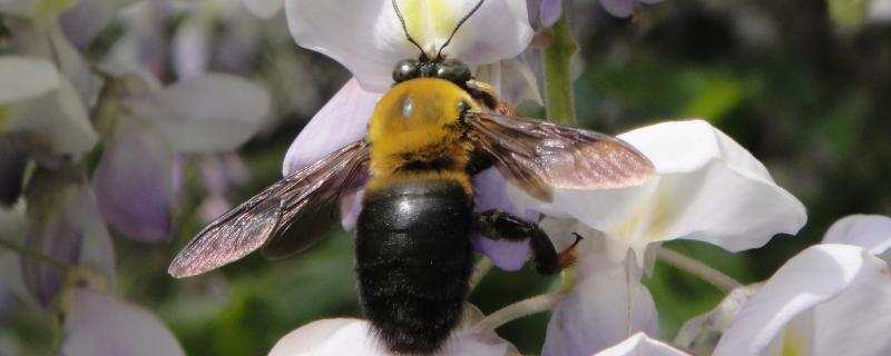 木蜂怎么驱赶，毒性强吗