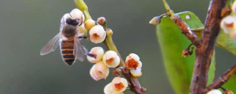 酸蜂适合在哪些地方养殖，和普通蜜蜂有什么区别