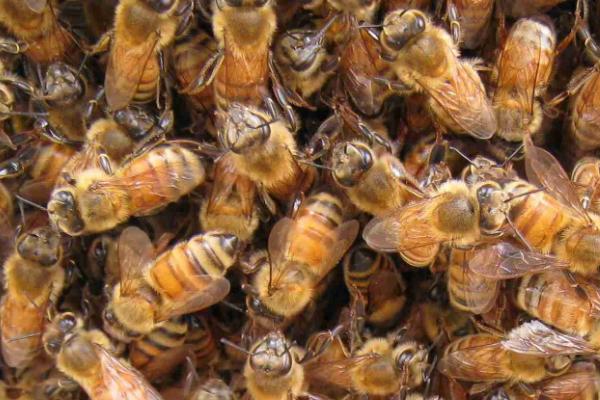 适合定点饲养的意蜂品种