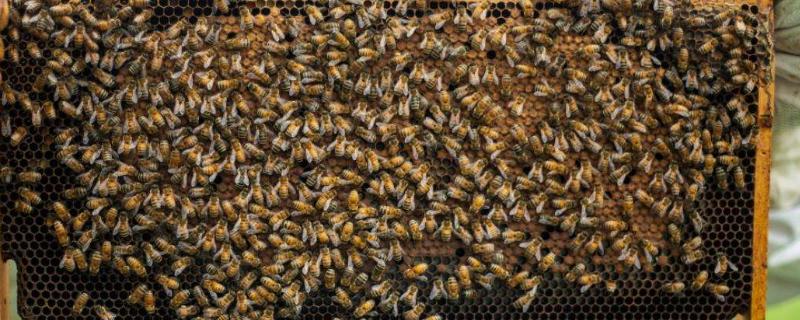怎样知道要分蜂了，分蜂是每年的几月份