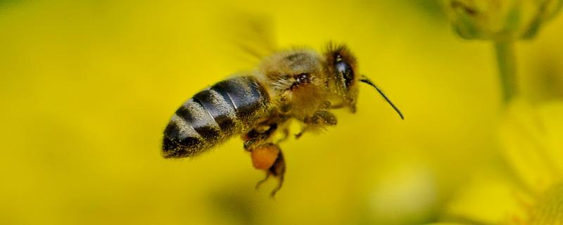 7一8月份还能诱到蜂吗，诱蜂是什么原理