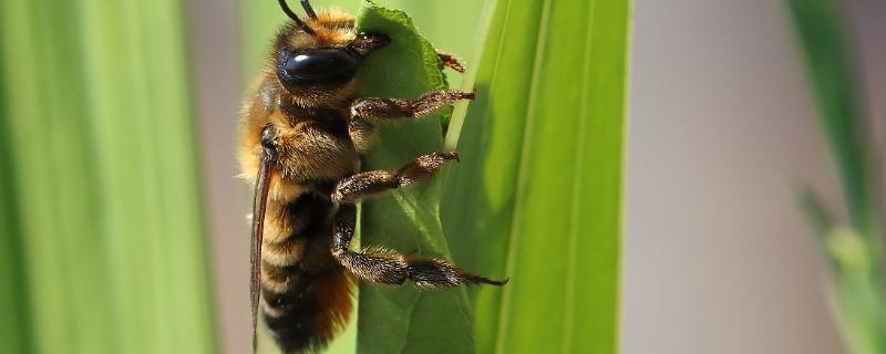 切叶蜂怎么防治，切叶蜂有毒吗