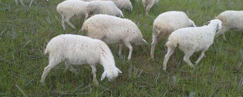 胡羊是什么品种，适合放养还是圈养