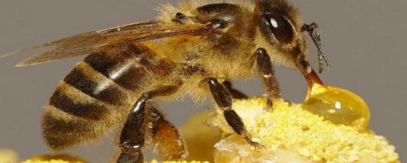 蜜蜂分家怎样找蜂王，为什么会发生分蜂