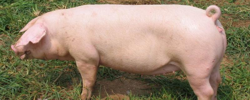 托佩克猪是什么品种，附托佩克猪的优缺点