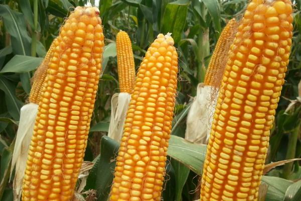 玉米生长过程详细记录