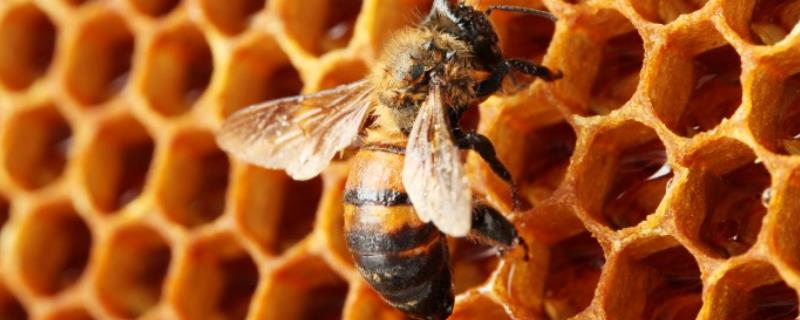 蜜蜂不进蜂箱是什么原因，蜂箱周围怎么防止胡峰