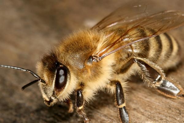 常见蜂的种类及图片 常见蜂种类大全图片大全