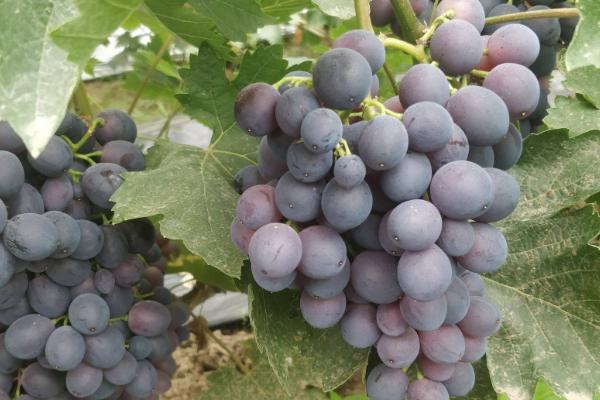 葡萄新品种有哪些