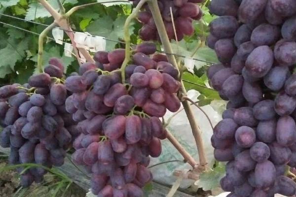 葡萄新品种有哪些
