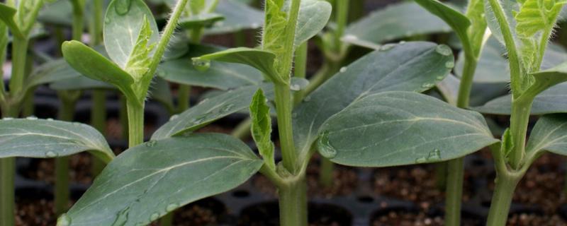 蔬菜幼苗期应施什么肥，附蔬菜幼苗期的特点