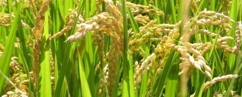 水稻秧苗叶尖发黄怎么回事，附水稻秧苗的最佳温度和湿度
