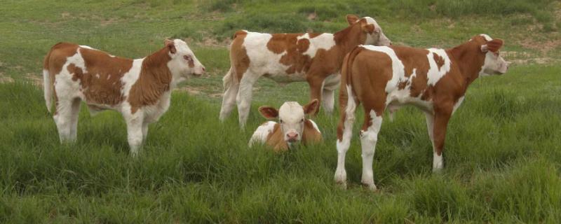 6个月牛犊长多少斤，附牛犊饲料配比