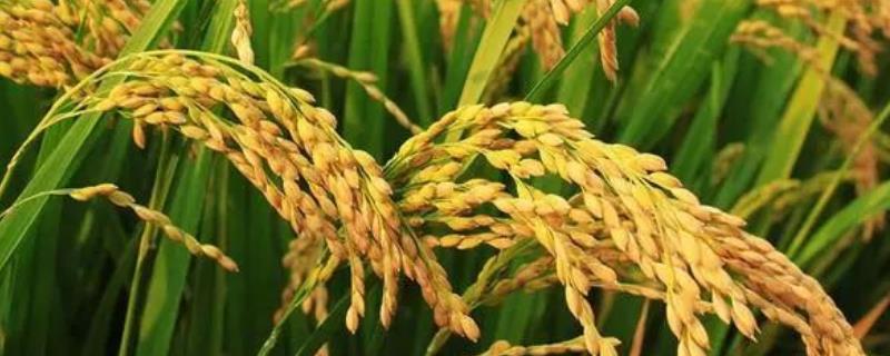 水稻各个时期的田间管理，什么时候晒田