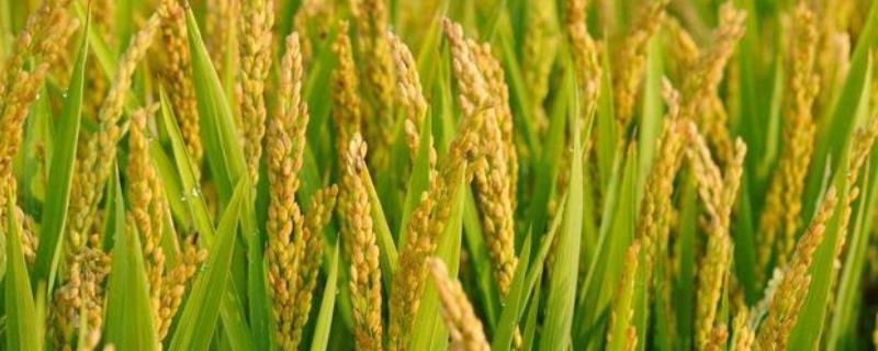 钾肥对水稻的作用及功能，钾肥过量会出现什么问题