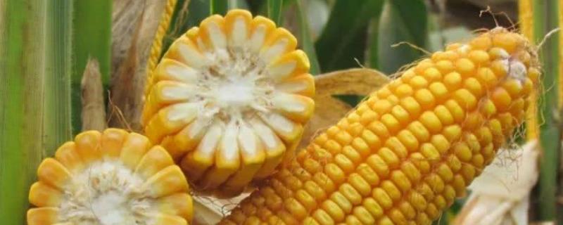 玉米几叶期怎么区分，拔节期倒伏怎么办