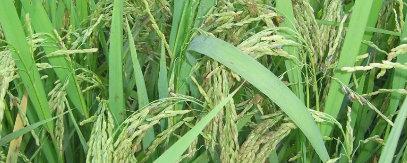 中熟种成熟期是几月，中熟种水稻的生育期