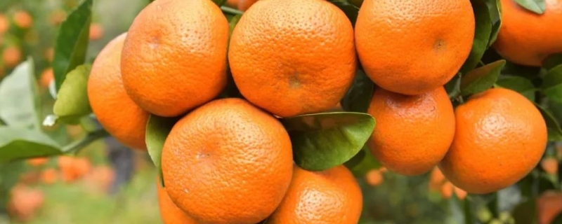 7月柑橘打什么农药，什么温度下打药效果好