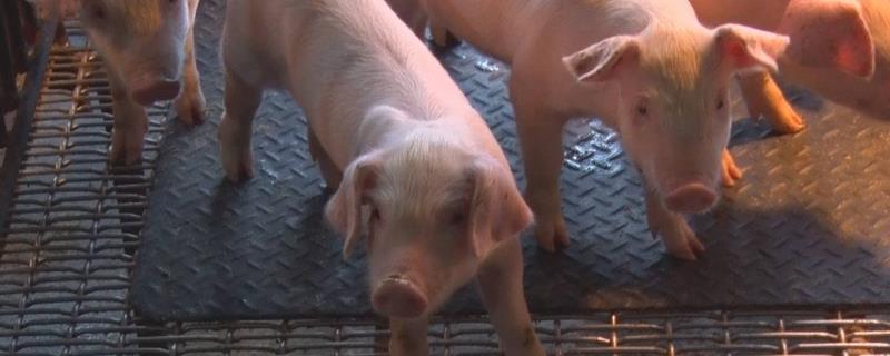 猪温和型猪瘟的症状，会不会传染给其它猪