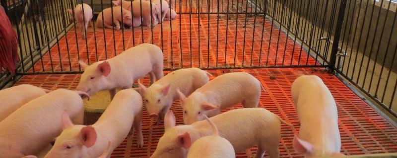 养猪场粪水未经处理对人类是否有害，养猪场粪水如何处理