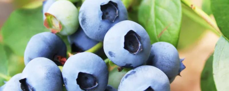 蓝莓的生长条件和气候，附蓝莓的施肥技术