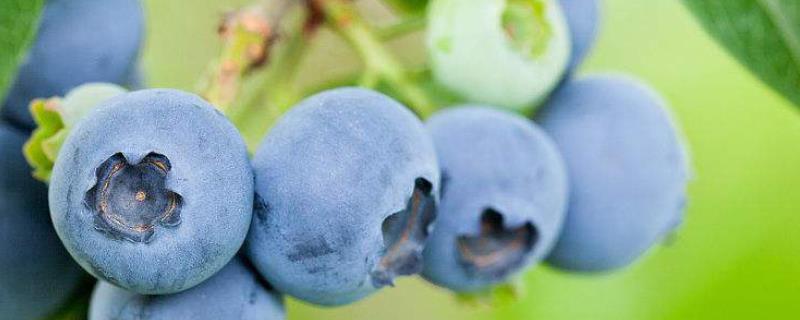 蓝莓常见病最严重的几种，分别如何防治