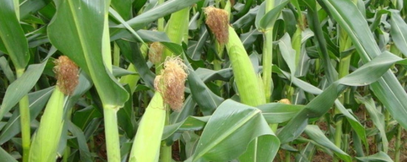 7月份种玉米晚不晚，附玉米的种植方法