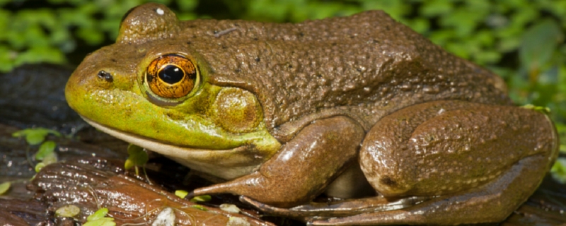 牛蛙饲料配方，养殖牛蛙一般在什么季节