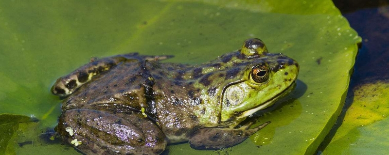 牛蛙养殖需要什么条件?附废水处理方案