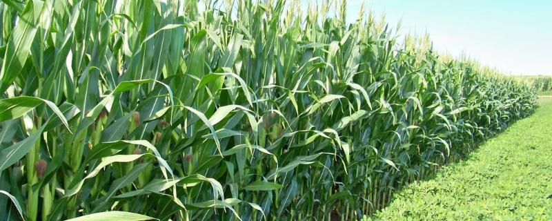 玉米播种过深会影响产量吗，附播种时间