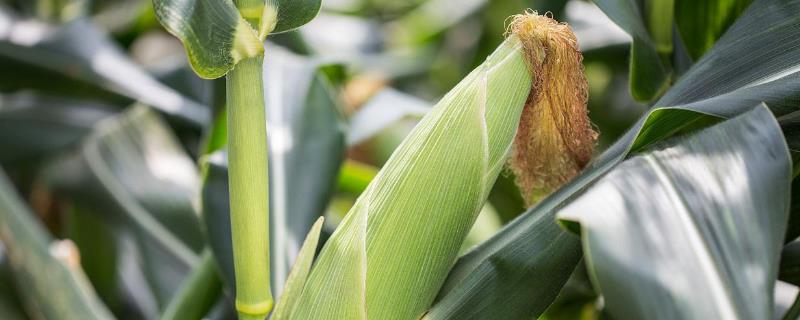 亩产4000斤的玉米是什么品种