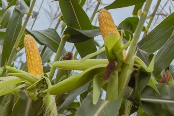 亩产4000斤的玉米是什么品种